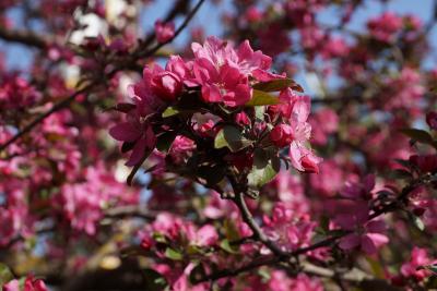 Прикрепленное изображение: DSC02464-1.jpg